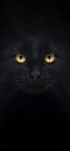 a black cat's face with yellow eyes and long whiskers in the dark