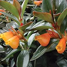 an orange flower with green leaves in the foreground and on the right side of the image