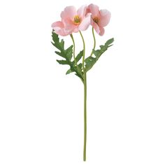 two pink flowers with green leaves on a white background