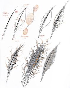 four different types of feathers are shown in this drawing technique, including one feather and the other