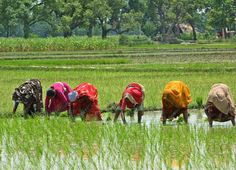 four women are working in the rice field with their backs turned to look like they are bending over