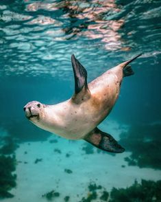 a sea lion swimming in the ocean