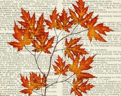 some red leaves are on top of an old book page with words in the background