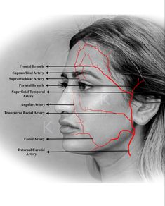 a woman's face with the names of her facial areas and their corresponding features