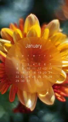 an orange and yellow flower with the calendar on it