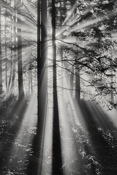 black and white photograph of sunbeams in the woods