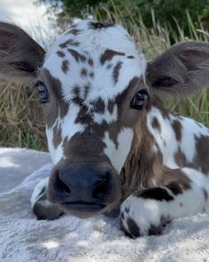 a brown and white cow laying down in the snow looking at the camera with it's eyes wide open