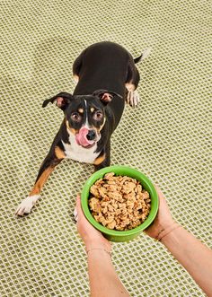 a dog standing next to a person holding a bowl of food in front of him