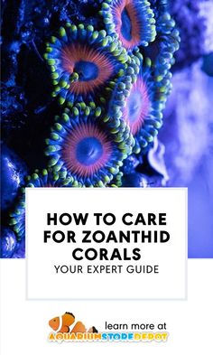 an image of corals with the title how to care for zoanthid coral