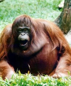 an orangutan sitting in the grass with its mouth open