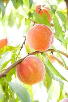 two peaches hanging from a tree with leaves and sunlight coming through the trees behind them