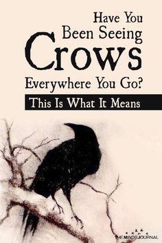 a black bird sitting on top of a tree branch with the words, have you been seeing crows everywhere you go?