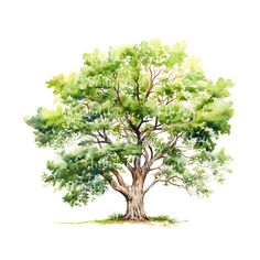 a watercolor painting of a tree with green leaves