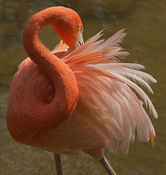 a pink flamingo standing in the water