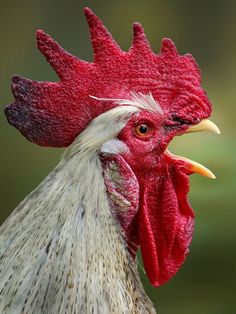 a close up view of a rooster's head