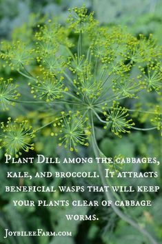 a plant with some yellow flowers in the background and a quote on it that says, plant dill among the cabbages