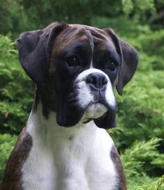 a brown and white dog sitting in the grass