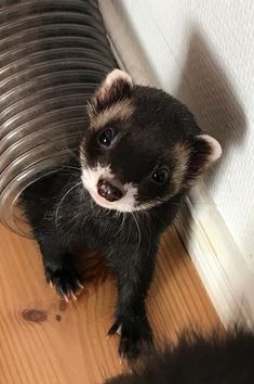 a small ferret standing on top of a wooden floor