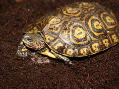 a close up of a turtle on dirt with soil in the foreground and brown ground behind it