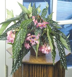 a potted plant sitting on top of a wooden table