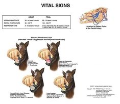 the diagram shows how horses are able to use their muzzles