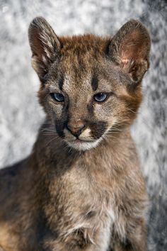 a close up of a small cat on a rock wall with it's eyes open