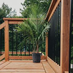 a potted palm tree sitting on top of a wooden deck next to a railing