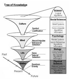 a diagram showing the different stages of life cycle in an individual's life cycle