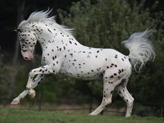 a white and black spotted horse is galloping