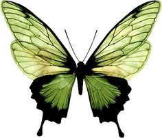 a green and black butterfly on a white background