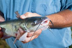 a man holding a large fish in his left hand while wearing a blue button up shirt