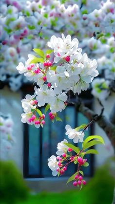 white and pink flowers are blooming on a tree in front of a window with shutters