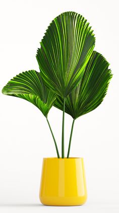 a plant in a yellow vase on a white background