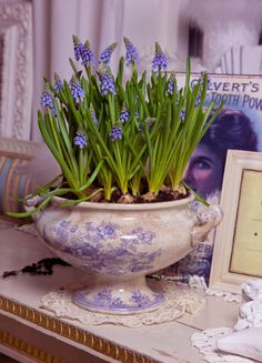 a potted plant with blue flowers sitting on a table next to a framed photograph