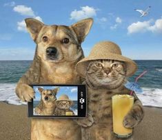 a dog and cat standing on the beach with a cell phone in front of them