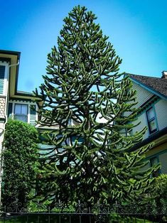 a large pine tree in front of a house