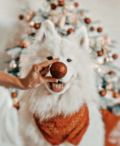 a white dog with a red nose and scarf around it's neck holding an ornament in its mouth