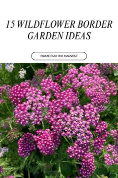 purple flowers with text overlay that reads, 15 wildflower border garden ideas home for the harvest