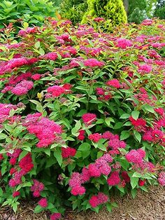 pink flowers are blooming in the garden next to green bushes and shrubs, along with brown mulch