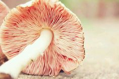 a close up of a mushroom on the ground