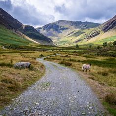 a sheep grazing on the side of a dirt road in front of some mountains and grass