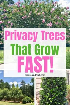 privacy trees that grow fast in the yard with text overlay saying privacy trees that grow fast