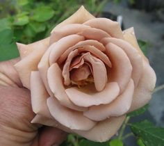 a person is holding a pink rose in their hand