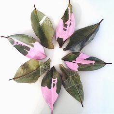 four leaves arranged in the shape of a star on a white surface with pink paint