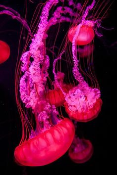 several jellyfish swimming in the dark water