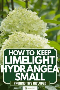 How To Keep Limelight Hydrangea Small [Pruning Tips Included] Lime Hydrangea, When To Prune Hydrangeas, Little Lime Hydrangea, Limelight Hydrangeas, Pruning Hydrangeas, Hydrangea Tree, Hydrangea Shrub