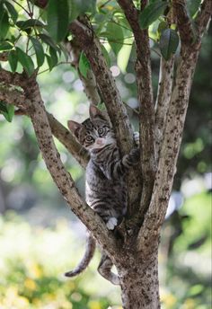 a cat sitting on top of a tree branch