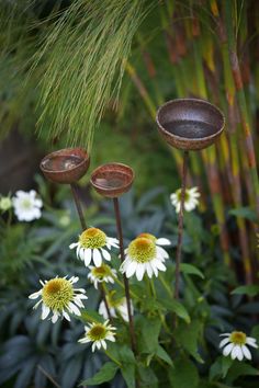 some white and yellow flowers are in the grass by some tall green plants with brown leaves