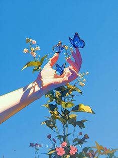 a hand reaching for some blue butterflies on a plant