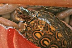 a turtle sitting on top of rocks under a red cloth covered table with water droplets